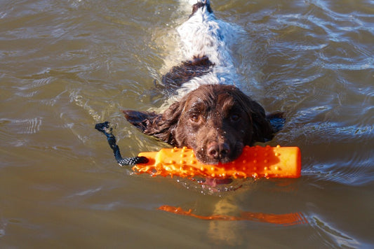 Water Dummy Retriever