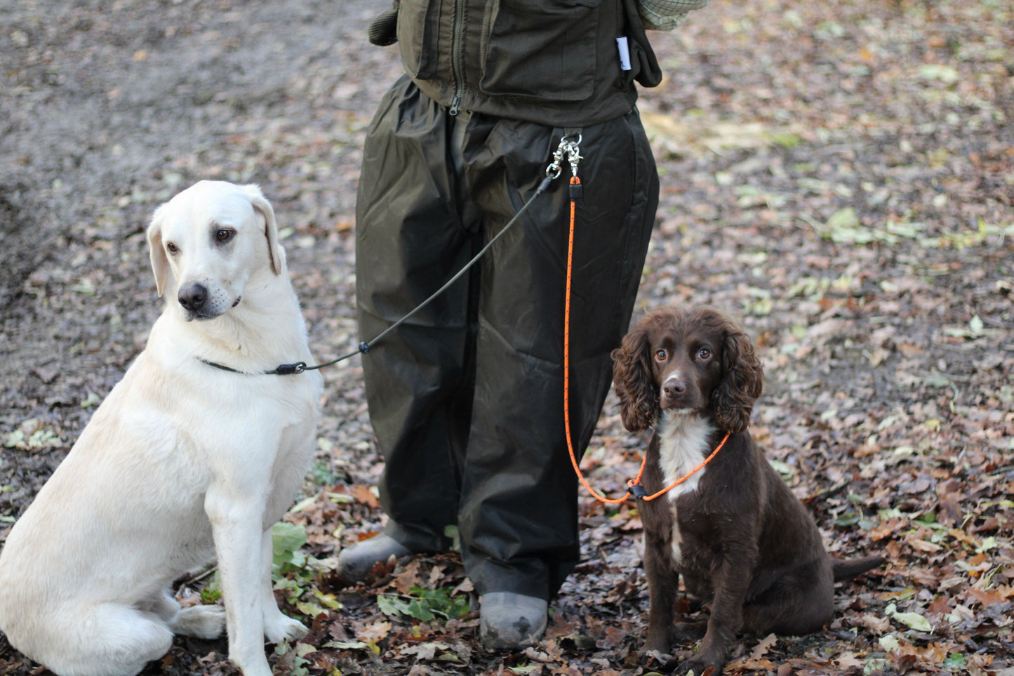 Sporting Saint Field Pro Hands Free Lead