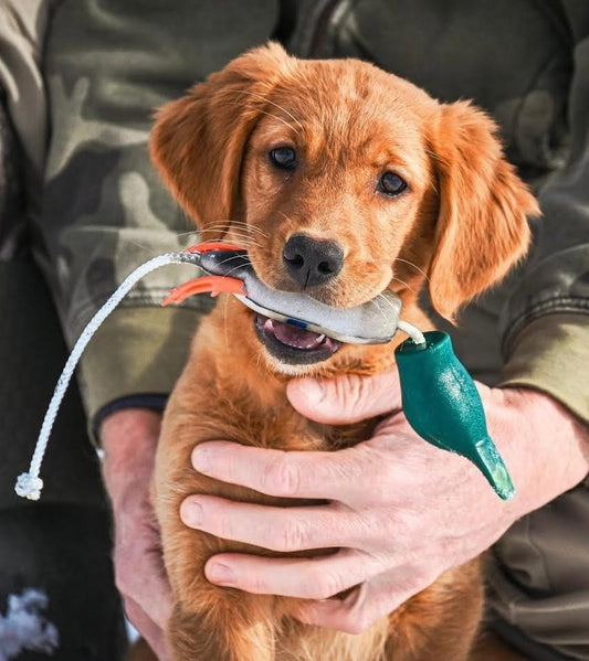 Puppy Mallard